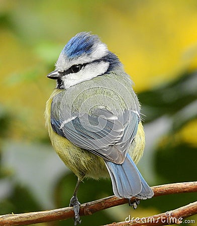 Blue tit with ruffled blue feathers. Stock Photo