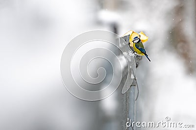 Blue tit sit on the fence Stock Photo