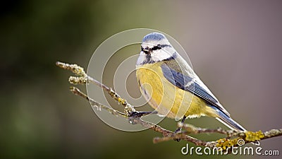 Blue tit in the Autumn Forest. Stock Photo