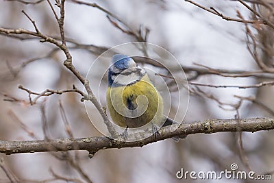 Blue Tit sitting on a branch. Stock Photo