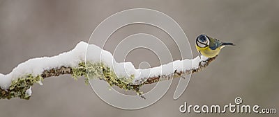 Blue Tit with snow Stock Photo