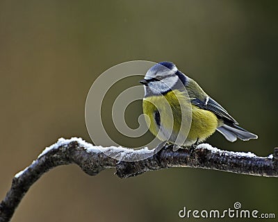 Blue Tit with snow Stock Photo