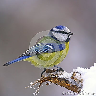 Blue tit on snowy trunk Stock Photo