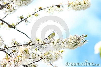 Blue tit on a sunny spring day Stock Photo