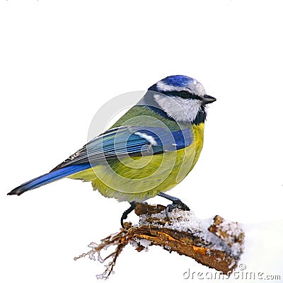 Blue tit in winter Stock Photo