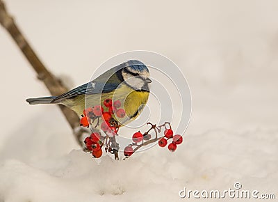 Blue Tit in winter time Stock Photo