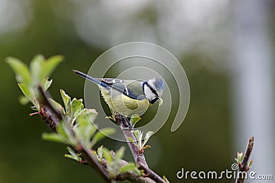 Blue titmouse has food in its beak for the offspring Stock Photo
