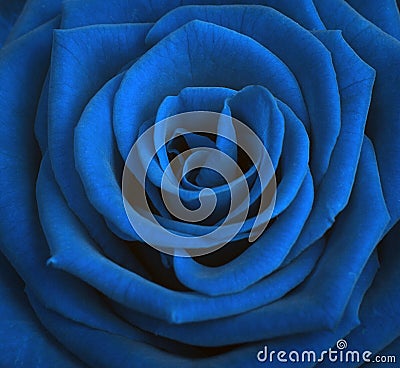 Blue tone rose close up Stock Photo