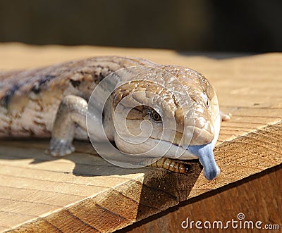 Blue Tongued Skink Stock Photo