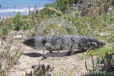 Blue-tongued skink Tiliqua rugosa Bobtail Reptile Western Australia Stock Photo