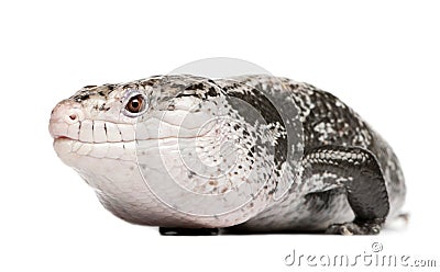 Blue-tongued skink - Tiliqua Scincoides (male) Stock Photo