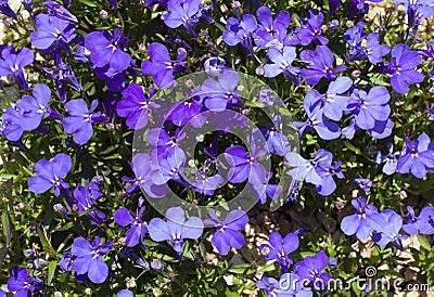 Blue Trailing Lobelia Sapphire flowers or Edging Lobelia, Garden Lobelia in St. Gallen, Switzerland photo. Its Latin name is Lobel Stock Photo