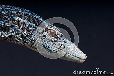 Blue tree monitor Stock Photo