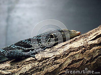 Blue tree monitor lizard Stock Photo