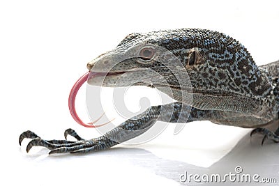 Blue Tree Monitor Lizard Stock Photo