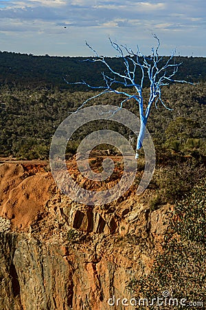 Blue Tree Project at Statham`s Quarry Editorial Stock Photo