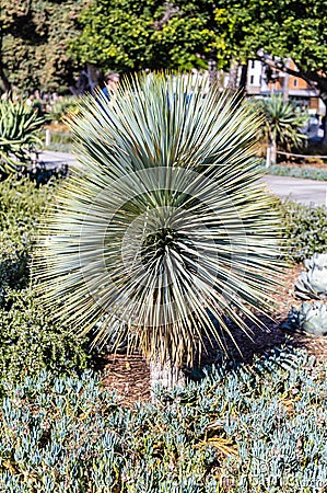 Blue tree yucca photographed in Santa Monica Stock Photo