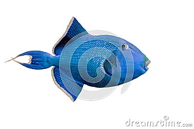 Blue triggerfish Stock Photo