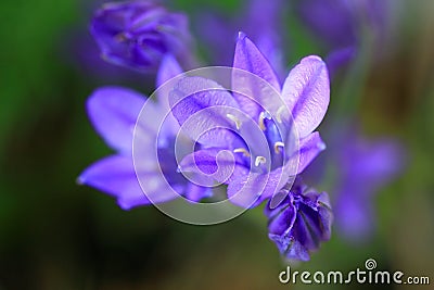 Blue Triteleia laxa flowers Stock Photo