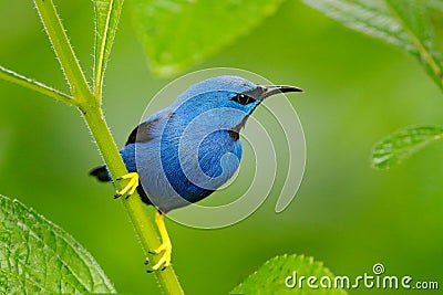 Blue tropic bird, close-up portrait. Shining Honeycreeper, Cyanerpes lucidus, wildlife from Costa Rica. Beautiful exotic forerst Stock Photo