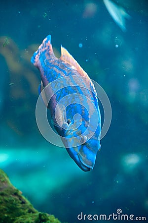 Blue tropical fish Stock Photo