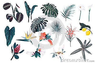 Blue tropical set, palm leaves, jungle leaf and exotic flowers. Cartoon Illustration