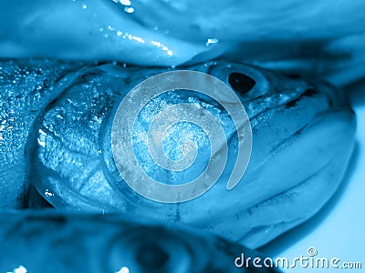 Blue trout Stock Photo