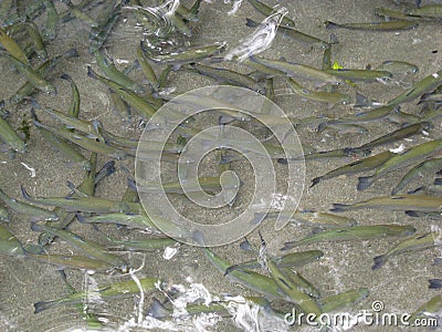Blue Trout - Fishs in the clear lakes Stock Photo