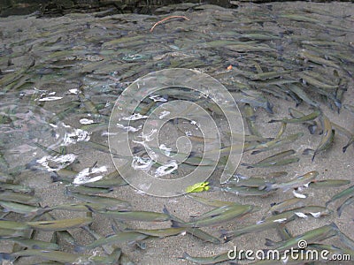 Blue Trout in the crystal clear spring water Stock Photo