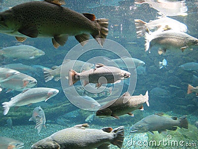 Blue Trout - Fishs in the crystal clear water Stock Photo