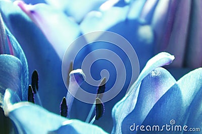 Blue Tulip Stock Photo