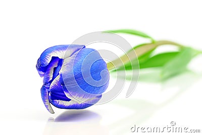 Blue tulip Stock Photo