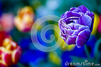 Blue tulip flower Stock Photo