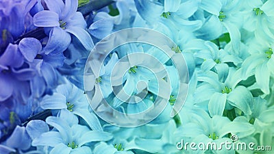 Blue-turquoise flowers lilac. floral background. floral wallpaper for design. Stock Photo