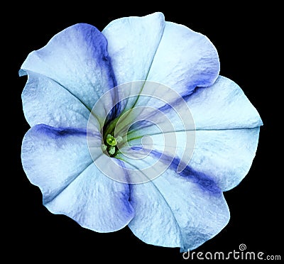 Blue-turquoise Petunia flower on black isolated background with clipping path no shadows. Closeup. Stock Photo