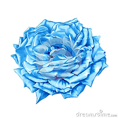 Blue turquoise Rose Flower Stock Photo