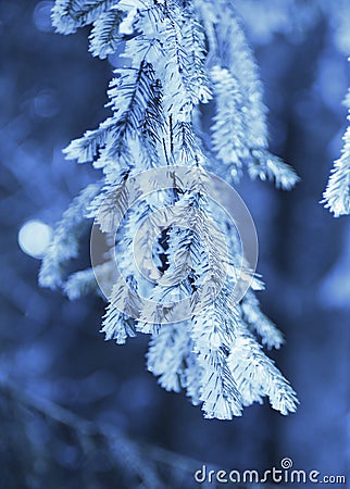 Blue twig of spruce Stock Photo