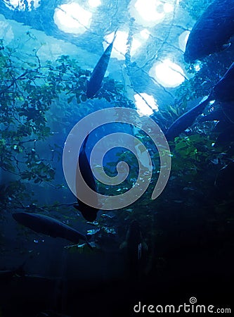 Blue Underwater Marine Landscape Stock Photo