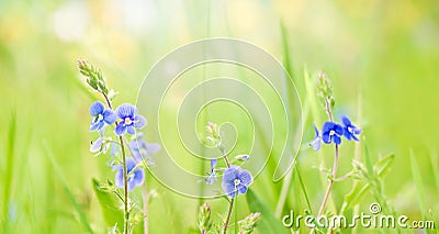 Blue Veronica chamaedrys flowers on flower meadow Stock Photo