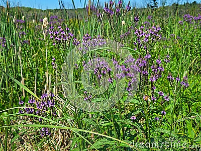 Blue Vervain Plant With Cattails and Bee Stock Photo