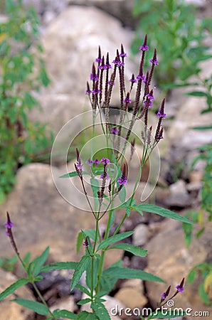 Blue Vervain 32797 Stock Photo