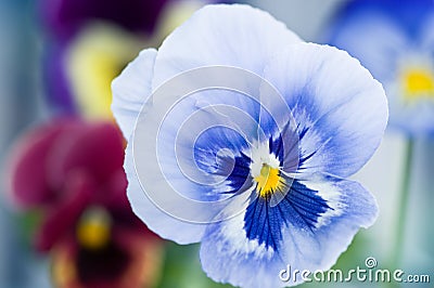 Blue Viola Stock Photo