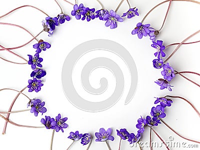 Blue viola flowers frame on white background. Flat lay, top view Stock Photo