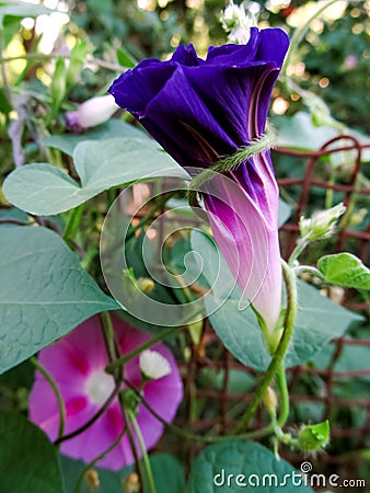Blue-violet closed flower Stock Photo