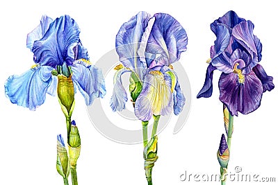 Blue and violet iris isolated on white background watercolor botanical illustration Cartoon Illustration