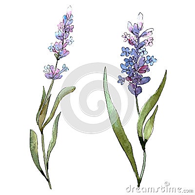 Blue violet lavender floral botanical flowers. Watercolor background set. Isolated lavender illustration element. Cartoon Illustration