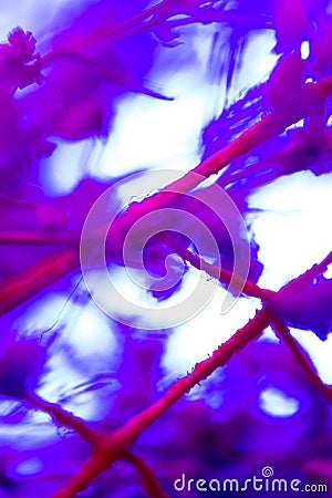 Blue and violet and mauve pink white background Stock Photo