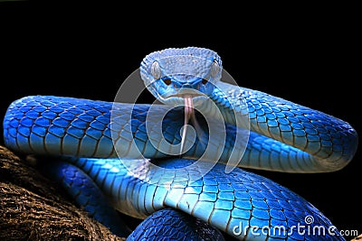 Blue viper snake closeup face, head of viper snake Stock Photo