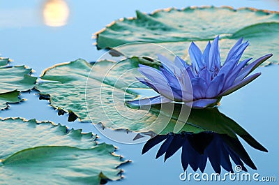 Blue water lily Stock Photo