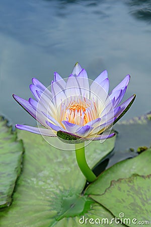 Blue water-lily Stock Photo